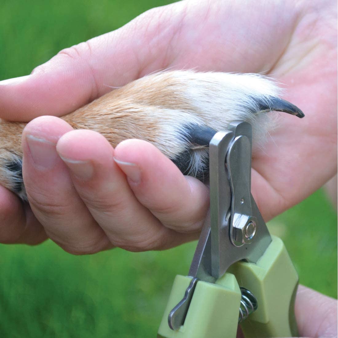 Professional Nail Trimmer For Dog