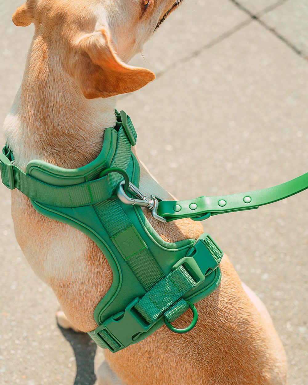 Sprout Harness