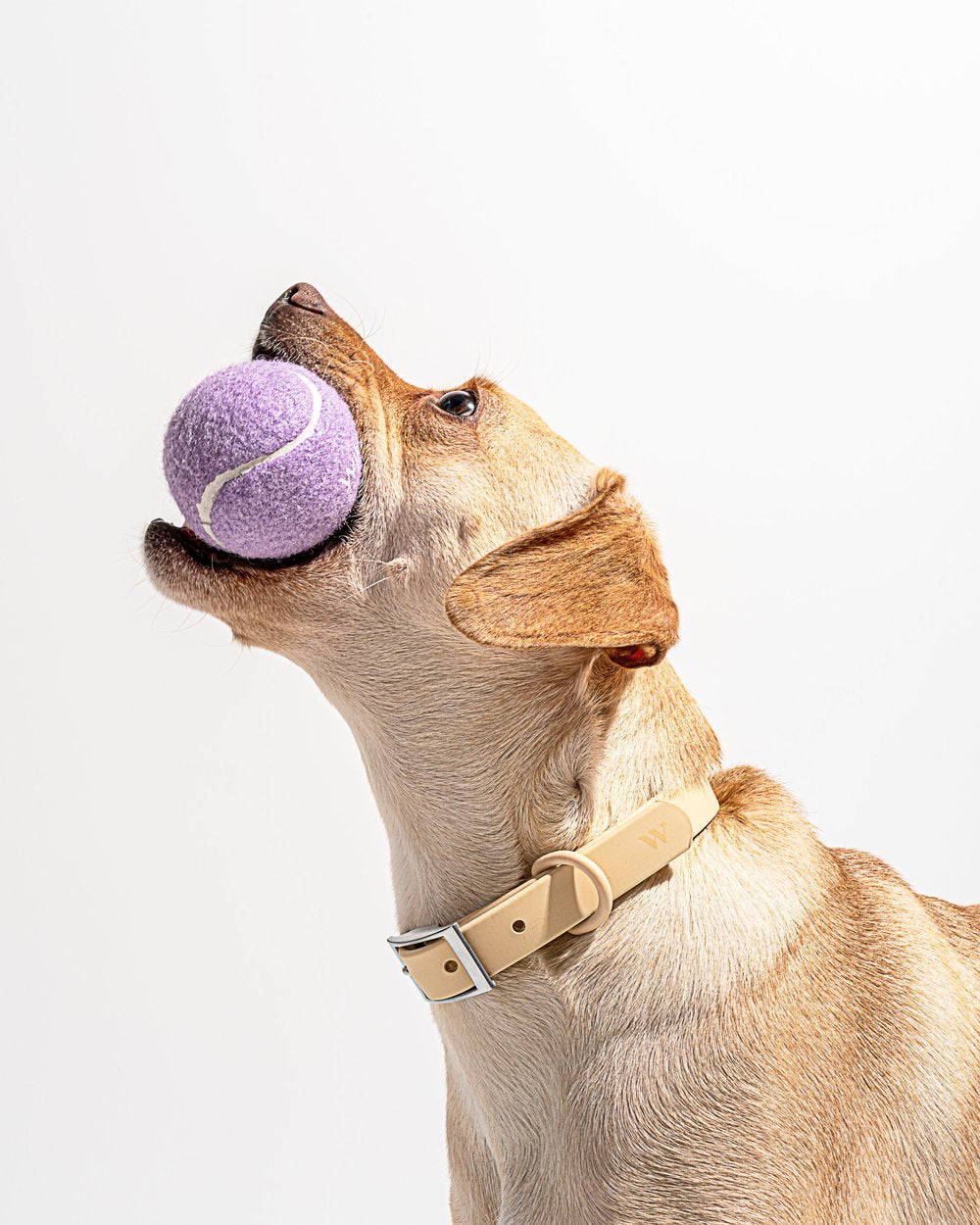 4 Tennis Balls(Lilac)