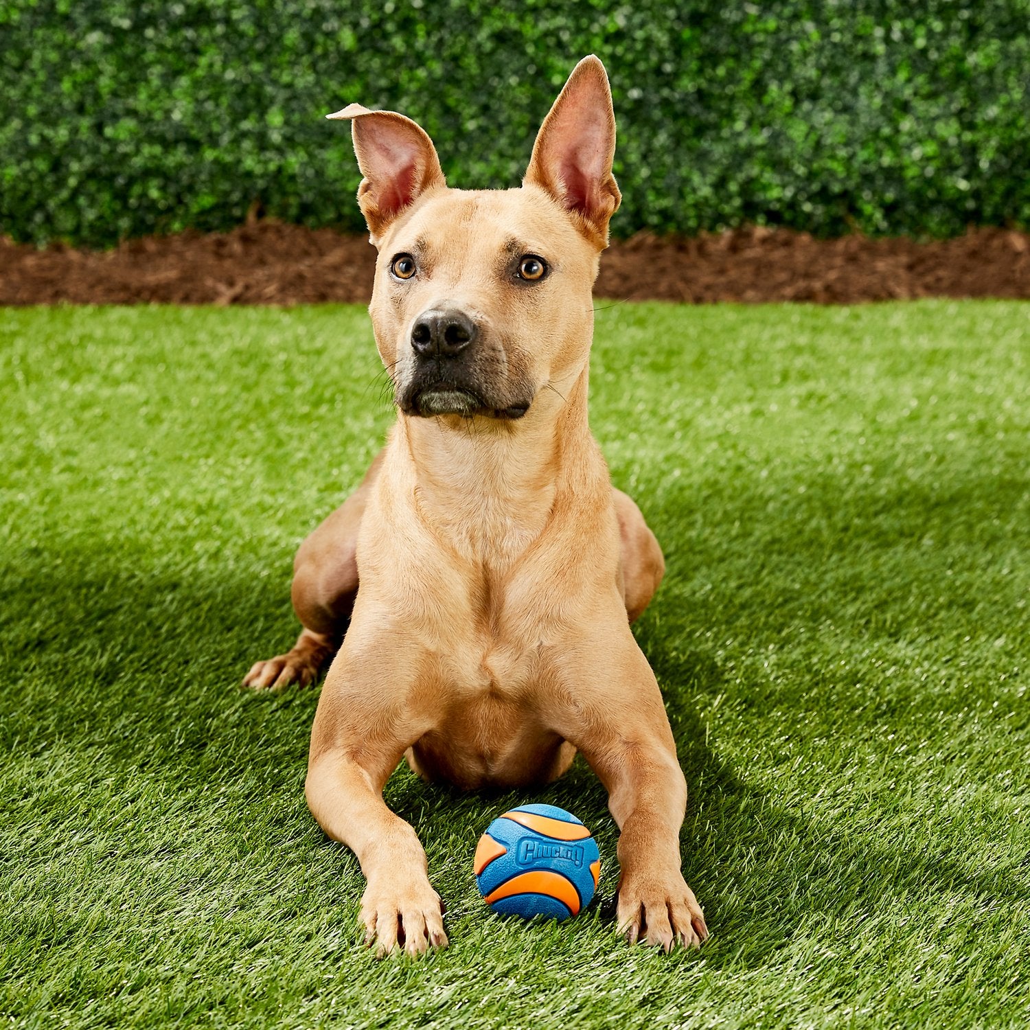 Ultra Squeaker Ball Tough Dog Toy